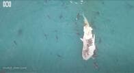 海面に浮くクジラの死骸を「少なくとも60匹」のサメが食い荒らす