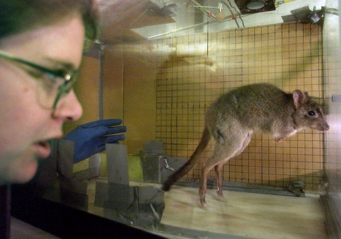 まさかの誤算人間の保護下で暮らす絶滅危惧種、「あらぬ方向」に