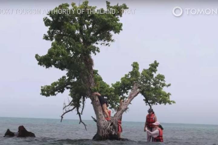カイ・フアロー島の名木に登る観光客　YouTube／TomoNews Indonesia