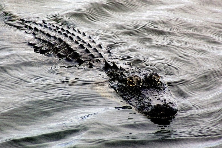 （写真はイメージです）　Riverbum-Pixabay