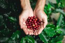 コーヒー好き必見？コロンビアコーヒーの１粒のチェリーから１杯のカップまで