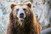 【動画】自宅前で突然クマが襲いかかる...男性負傷の瞬間をカメラが記録　米フロリダ