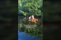 【動画】なぜそんなバカな真似を...巨大ワニの目の前で泳ぐ水着美女の動画に「想像力の欠如」と批判が殺到