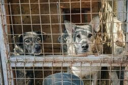数千頭の犬や猫に殺処分の危機が迫る…60年ぶりにアメリカで再燃した肉食寄生バエの脅威