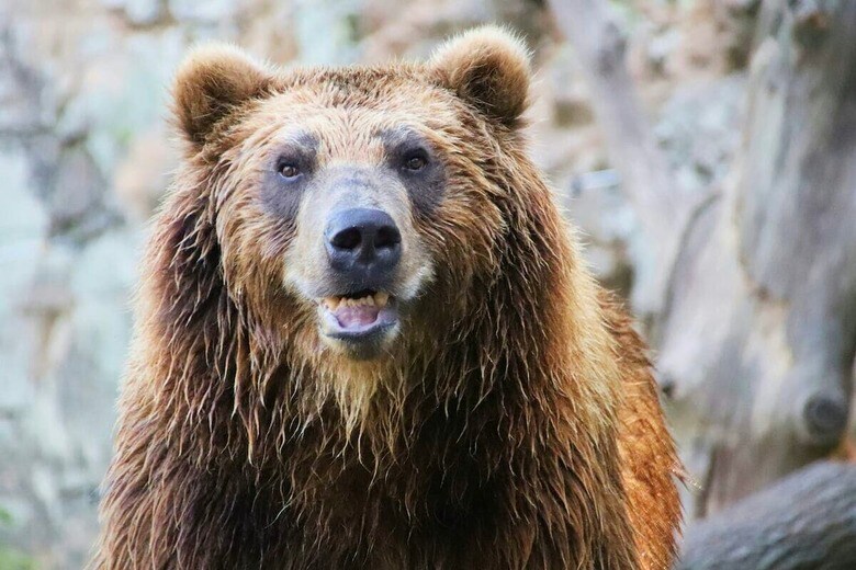早朝の静寂が一変…クマの襲撃で男性負傷、監視カメラ映像が話題（写真はイメージです）　Dušan veverkolog-Unsplash