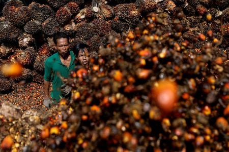 　インドネシアのジョコ大統領は５月１９日、輸出を禁止して３週間になるパーム油を２３日から輸出できるようにすると発表した。写真は、パーム原油の生産施設に運搬する原料を積む作業員。４月２７日、リアウ州で撮影（２０２２年　ロイター/Willy Kurniawan）