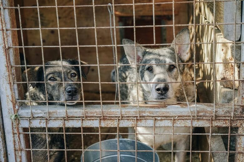 里親との出会いを待つ保護犬（写真はイメージです）　Sasha Sashina-Unsplash