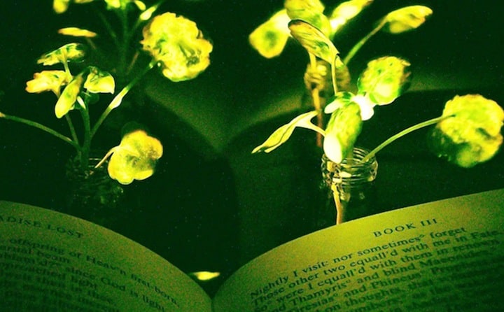 「光る街路樹」で街灯が不要に？　Image credit: Seon-Yeong Kwak.