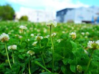 気候よりも都市化が地球規模での生物進化に影響を及ぼしていた　