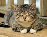 ネコにゆっくりと瞬きすると、ネコもゆっくりと瞬きをした......研究結果