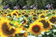 ヒマワリ畑を駆ける世界最高峰自転車レース「ツール・ド・フランス」絶景の裏で酷暑との戦い