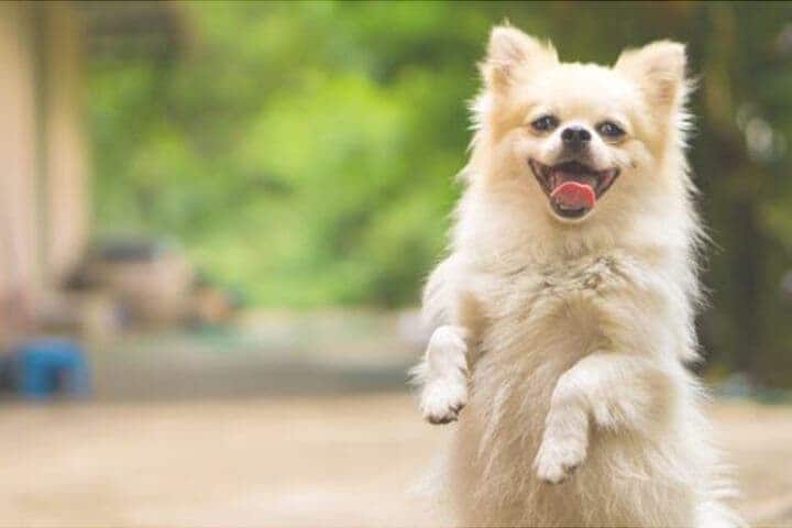 ちんちんをする犬