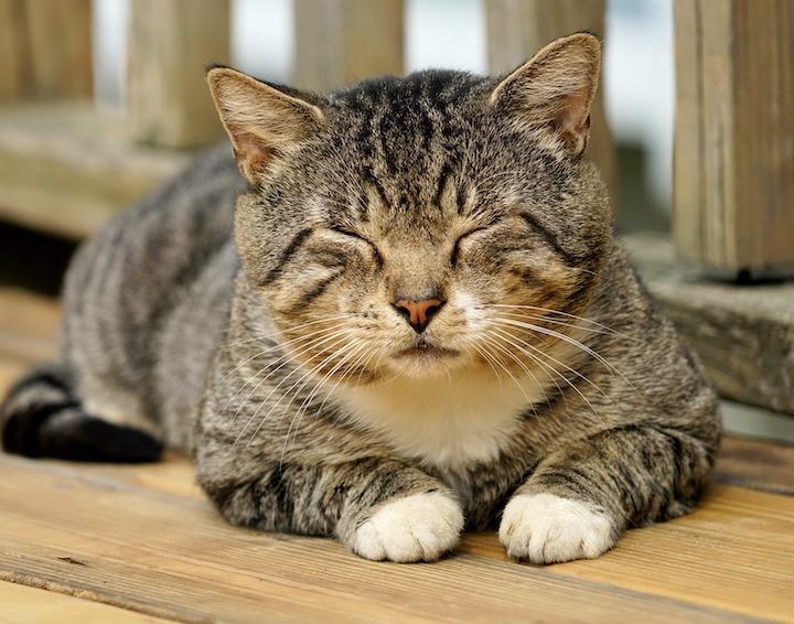 「ゆっくりと瞬きするとネコと仲良くなりやすい」...... Elie Bitar-iStock