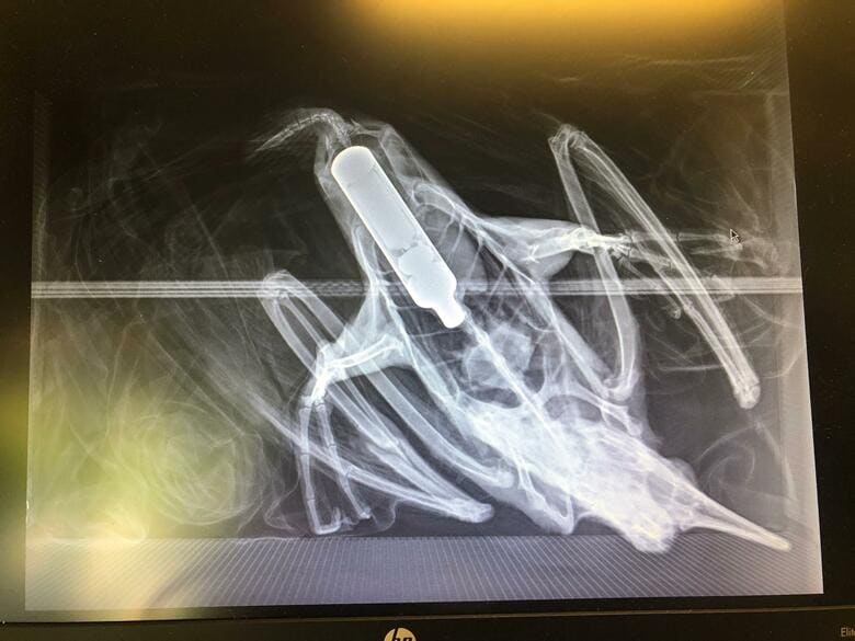 若鳥の胃を塞いでいたペン型電子タバコ　Wellington Zoo/Facebook