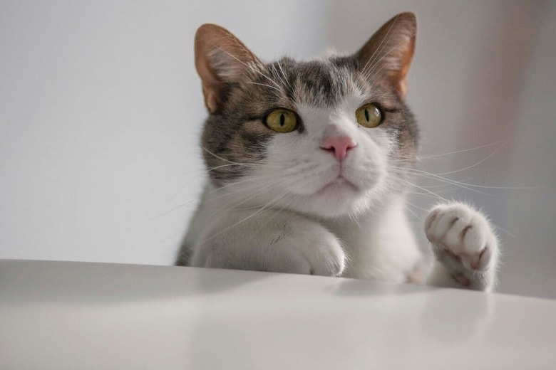 お金を盗む猫の動機は？（写真はイメージです）　Alexander Bakryu-Unsplash
