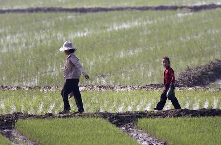 　６月１６日、朝鮮中央通信社（ＫＣＮＡ）は、北朝鮮がこの１００年で最悪の干ばつに見舞われており、農作物に甚大な被害が出ていると伝えた。写真は昨年５月の水田の様子。シヌイジュ（北朝鮮）近郊で２０１４年５月撮影（ロイター/Jacky Chen）