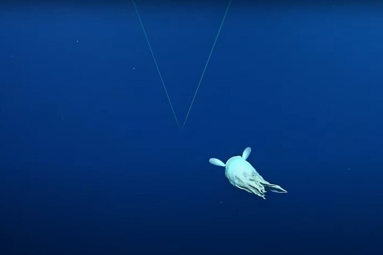 EVNautilus/YouTube
