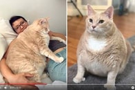 ウェスト81センチの巨漢ネコ、パーフェクトボディ目指し監視下に置かれる