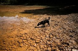 史上最強のスーパーエルニーニョ、今秋発生へ　来夏まで影響＝中国当局