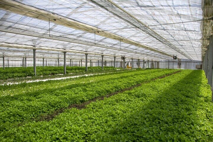 フレッシュハーブ栽培の様子