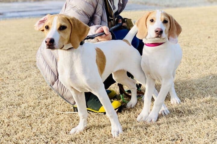しつけのされた犬と女性