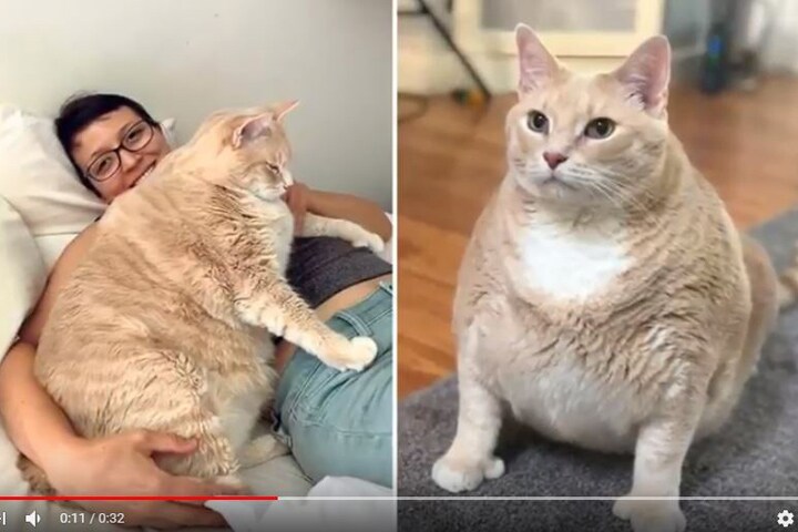 NEWS UPDATE-YouTubeより