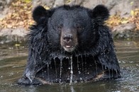 【画像】【動画】クマが男性を殺し運び去る...近隣住民が聞いた断末魔の叫び──殺伐とした現場