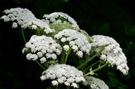 【クイズ】北大で国内初確認か...世界で最も危険な植物「バイカルハナウド」の毒の特徴は？