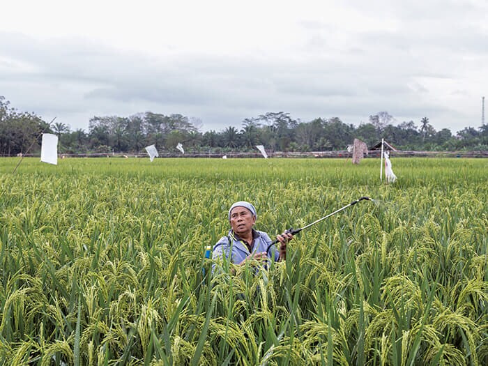 ヌサンタラに近いセパク・ラマ村で、水田に農薬を散布する女性。40年近くこの水田で働いているが、将来は分からない。住民は、自分たちの土地や財産を失い、移住を強いられることを恐れている