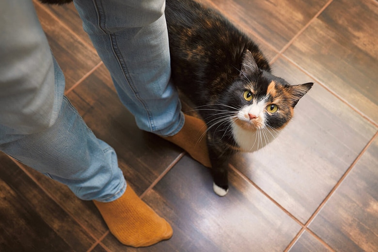 退屈さや不安を取り除きつつ獣医に診察してもらうのも大事なこと　JAROMIR CHALABALA/SHUTTERSTOCK