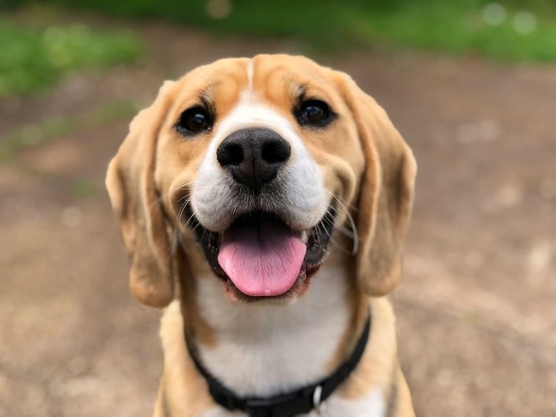 犬は注いだ愛情に応えてくれる（写真はイメージです）　Milli-Unsplash