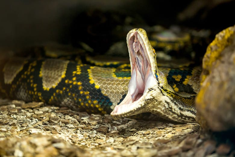 （写真はイメージです）　Alejandro Camacho B-shutterstock