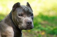 【動画】罪悪感が丸出し...飼い主のサンダルをボロボロにして激詰めされる犬が見せた「究極の表情」