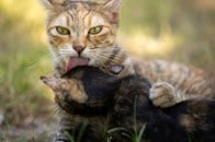 【動画】子猫をがっしりつかまえた先住の大猫。次の瞬間始めたのは...！