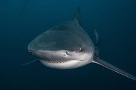 【写真】【動画】サーファー襲撃の決定的瞬間も...食いちぎられたサーフボードが物語るサメ襲撃の恐怖