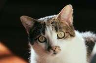 【写真】猫の目に「Y」の文字が浮かぶ謎...NARUTOの忍者？ タイムマシン？