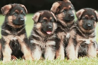 ジャーマンシェパード2頭に1頭が安楽死　見た目重視の交配の犠牲に