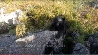 【映像】秩父の山中でクマに襲われた登山者の「死闘」