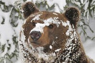 初体験の雪遊びに子グマが大はしゃぎ　転げ回って、飛び跳ねて