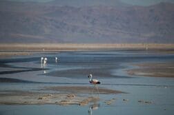 チリのリチウム輸出額、上半期に約3倍　価格上昇と旺盛な需要で