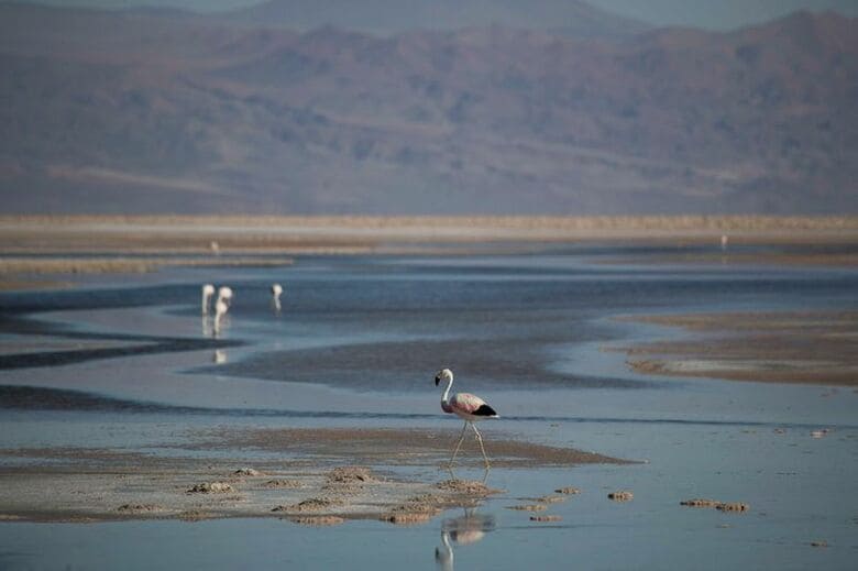 ２０２５年３月、チリのサンペドロ・. デ・アタカマにあるアタカマ塩湖。REUTERS/Cristian Rudolffi