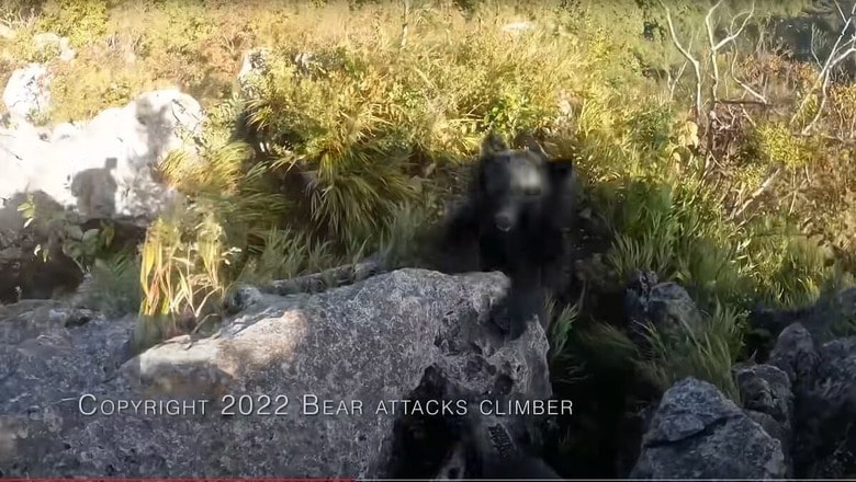 Bear attacks climber - 登山者と熊 / YouTube
