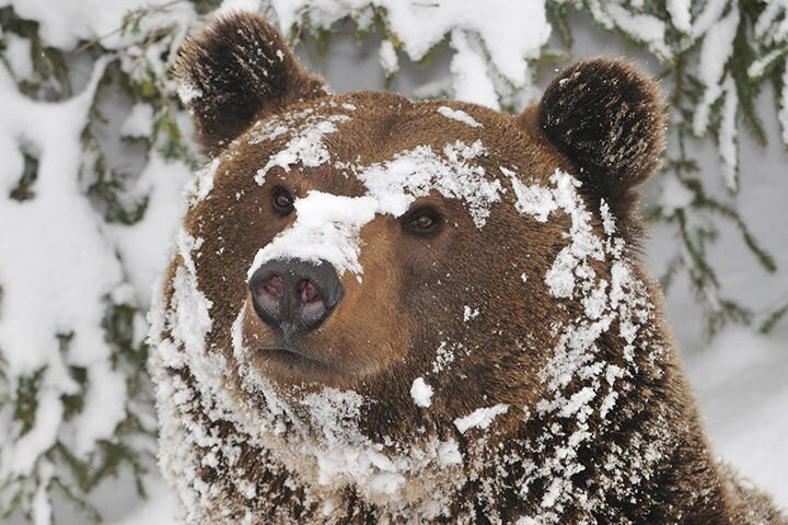写真はイメージです　mauribo-iStock