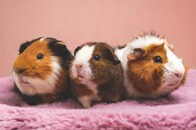 【クイズ】モルモットを「食べる文化」がある地域はどこ？