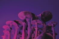 マジックマッシュルームがもたらす幻覚が、「鬱病」を劇的に改善