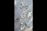 【画像】民家の庭で猛毒ヘビの卵110個を発見