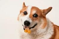 エリザベス女王との昼食会で犬用おやつを食べた閣僚がいたことが発覚