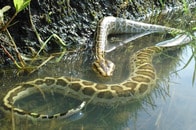 昨年は計209匹を捕獲...18歳未満でも参加可、フロリダ州の「ニシキヘビ・チャレンジ」とは？