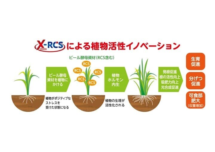 X-RCSが植物を活性化させる仕組み