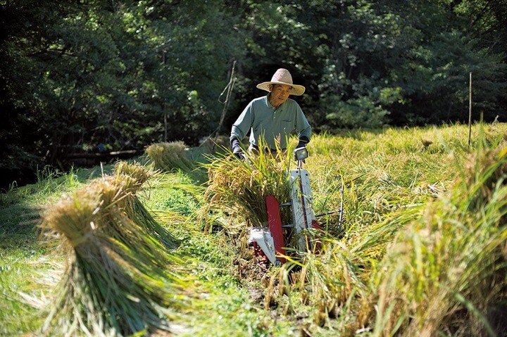 農機具を使ってコメを収穫する農業従事者